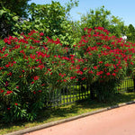 Red Oleander Shrub