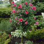 Red Rose of Sharon Althea Tree