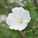 White rose of sharon tree