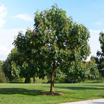 NordMax21® Royal Empress Tree