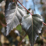 'Royal Frost' Birch tree is a cross between 'Whitespire' (white bark) and 'Crimson Frost' (purple foliage).
