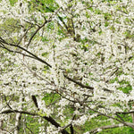 Royal White Redbud Tree