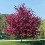 Royalty Crabapple Tree