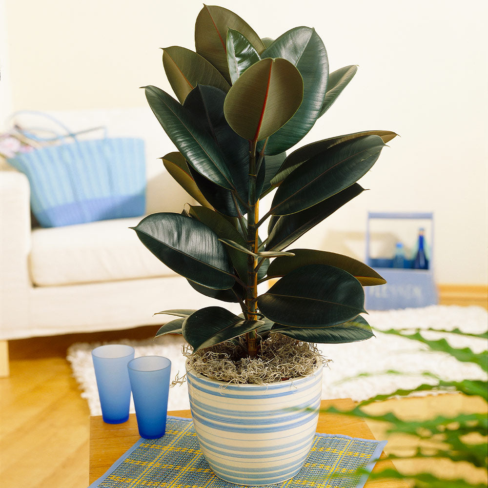 Rubber Tree Plants for Sale