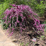 In spring Ruby falls has purple flowers.