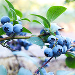 Sunshine Blue Blueberries are a dwarf southern highbush that grows to around 3 feet.