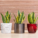 Laurentii Snake Plant has wide leaves with yellow banding.