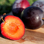 Santa Rosa is known as the definitive plum flavor.