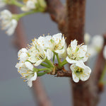 Plums flower in spring, filling the tree with white blossoms.
