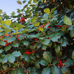 The American Holly has wide leaves and it's berries appear in autumn.