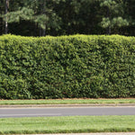 The popular American Holly is perfect for long dense hedges.