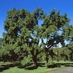 The Sawtooth Oak is a fast grower reaching 40-60 feet tall.