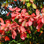 Autumn Brilliance Serviceberry has brilliant orange-red color.