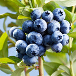 Sharpblue Blueberry Bush