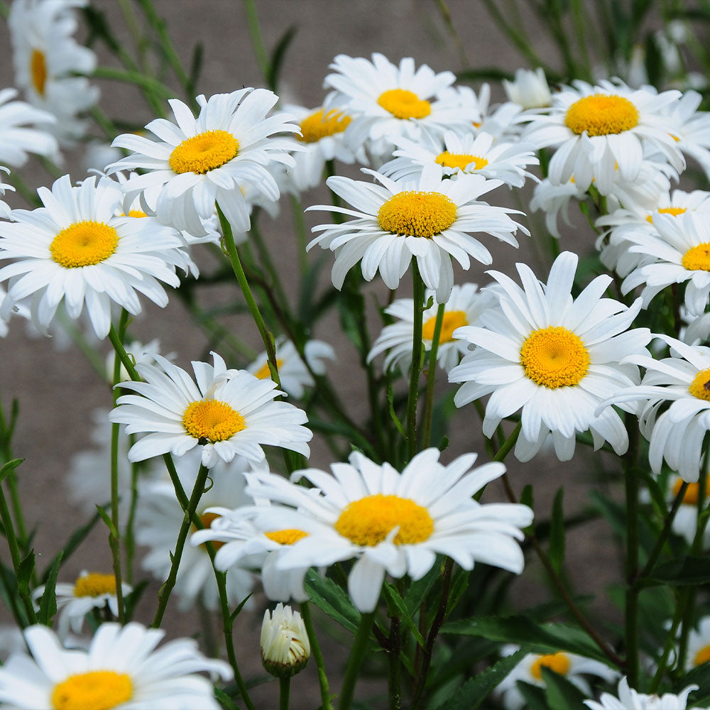 How to Grow a Shasta Daisy in Your Garden - Birds and Blooms