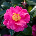 Shi-Shi Gashira Camellia Shrub