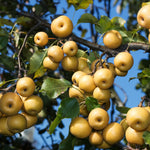 Shinseiki Asian Pear trees produce abundant amounts of fruit.