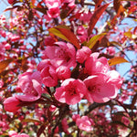 Show Time™ Crabapple trees have dramatic fuchsia blooms in spring.
