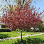 Show Time™ is a terrific street tree that maintains a petite size.