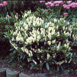 Laurels bloom in spring with fragrant white blooms.