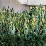 Snake Plant can be planted outdoors in tropical zones.