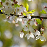 Cheerful white blossoms fill the draping branches in spring.