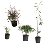 Your kit will come with 3 Burning Bushes, 2 Chinese Pistache Trees, 3 Ruby Loropetalums and 3 Fire Power Nandinas