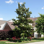 Southern Magnolia Tree