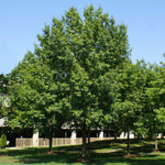 Southern Red Oak Tree
