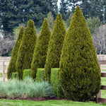 Junipers are easy to prune to smaller more formal sizes.