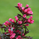 Bright pink blooms and dark leaves <br>Courtesy of Proven Winners - www.provenwinners.com