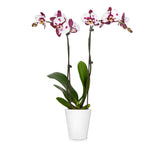 Orchid Plant in White Pot