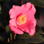 Spring's Promise Camellia is a pinkish red, the pink is most prominent in brighter light.