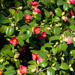 Spring's Promise Camellia Shrub