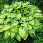 Stained Glass Hostas brighten any shady spot with their bright foliage.