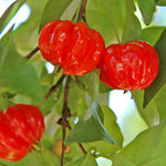 Star Cherry Tree (Pitanga)