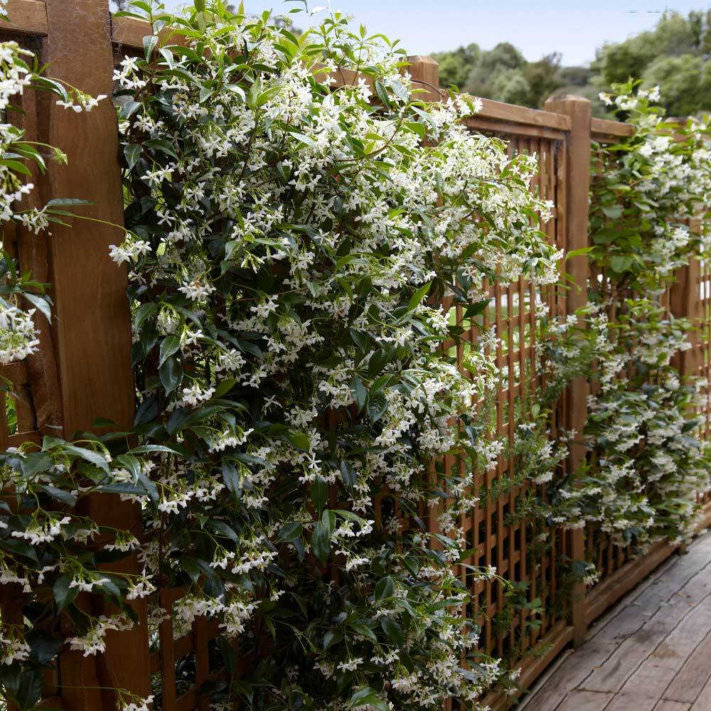 Buy Climbing Vines For Sale Online