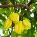 Starfruit Tree (Carambola)