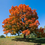 Fall color is an amazing array from yellow to oange to red.