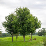 Classic green shade tree in spring and summer