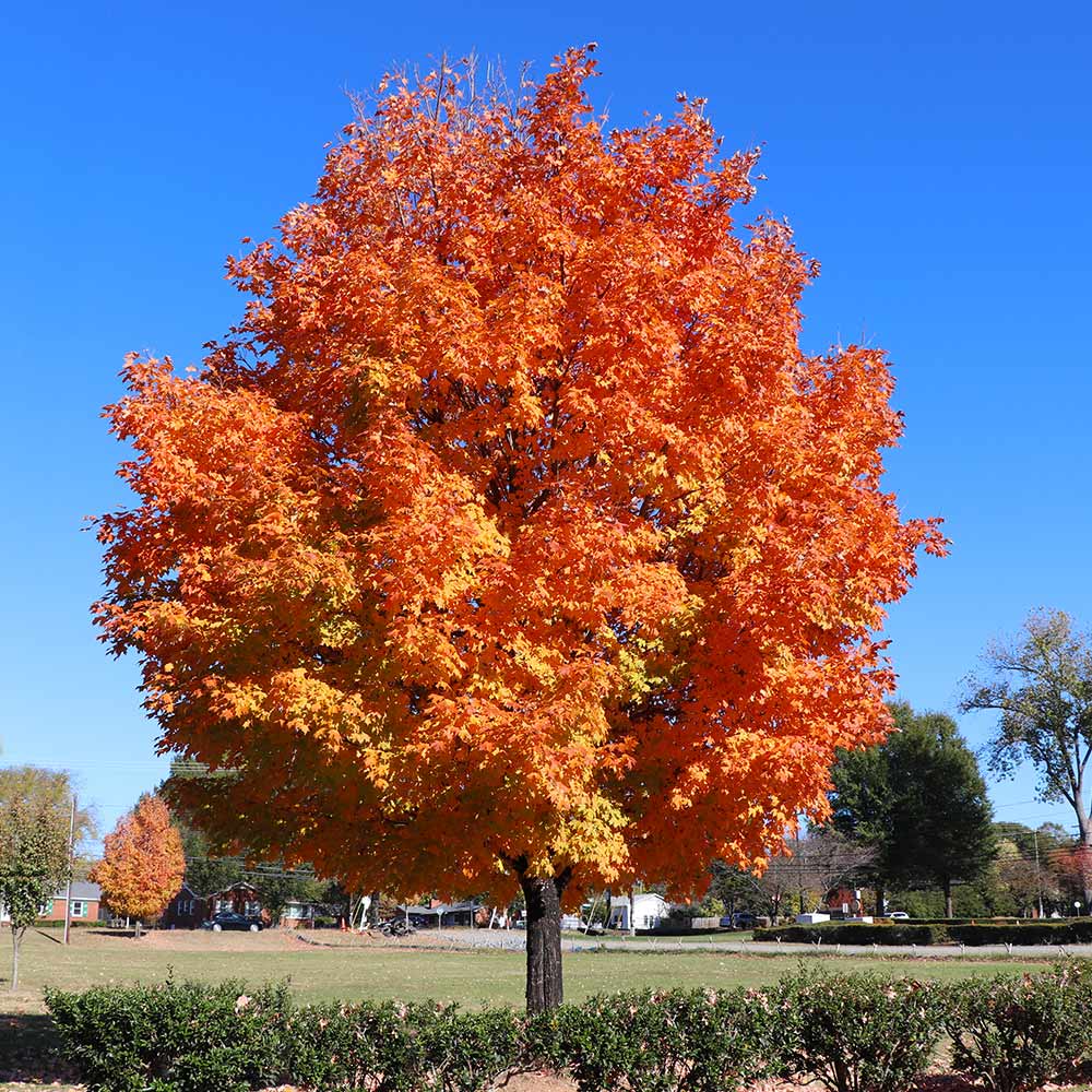 Special maple tree provides vibrant early color