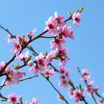 Every spring your Nectarine tree will have pink flowers.