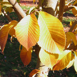Fall color of the Emerald Sunshine Elm It gets a range of colors from yellow to rusty orange.