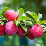 Superior Plums are a cross of Japanese and American plums.