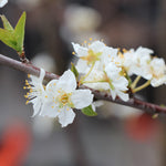 Plums flower in spring, filling the tree with white blossoms.