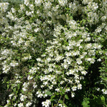 Hundreds of blooms cover the Sweet Mock Orange every spring.