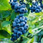 Sweetheart Blueberry shrubs can give you two yields of fruit.