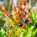 Blueberry shrubs have great red fall color.