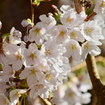Your cherry tree will have white blooms in spring.