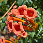 Tangerine Beauty Crossvine